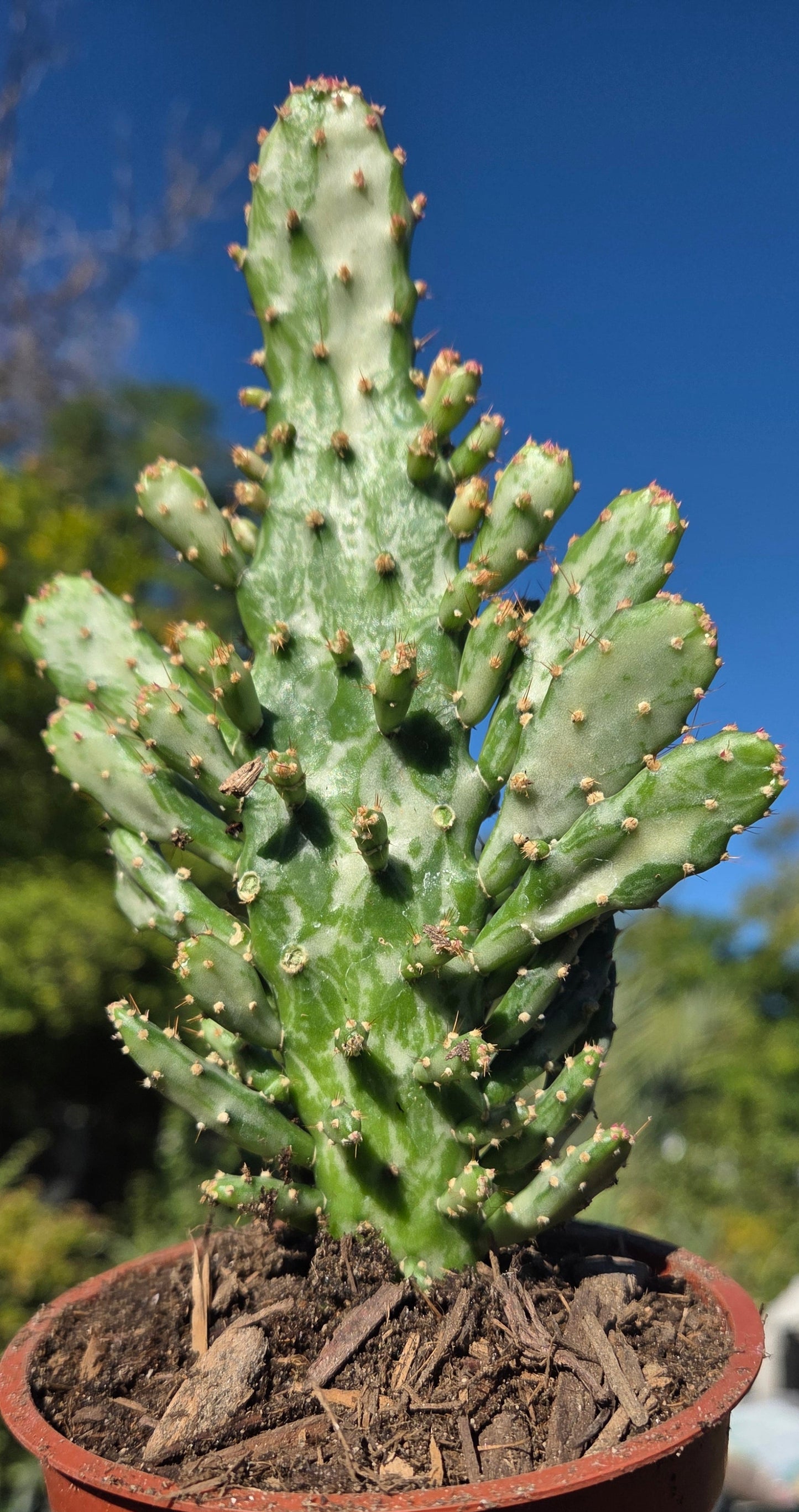 Opuntia Monacantha Variegated (4" pot)