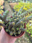 Crassula Marnieriana "Baby Neckles" (4" pot) Succulent plant
