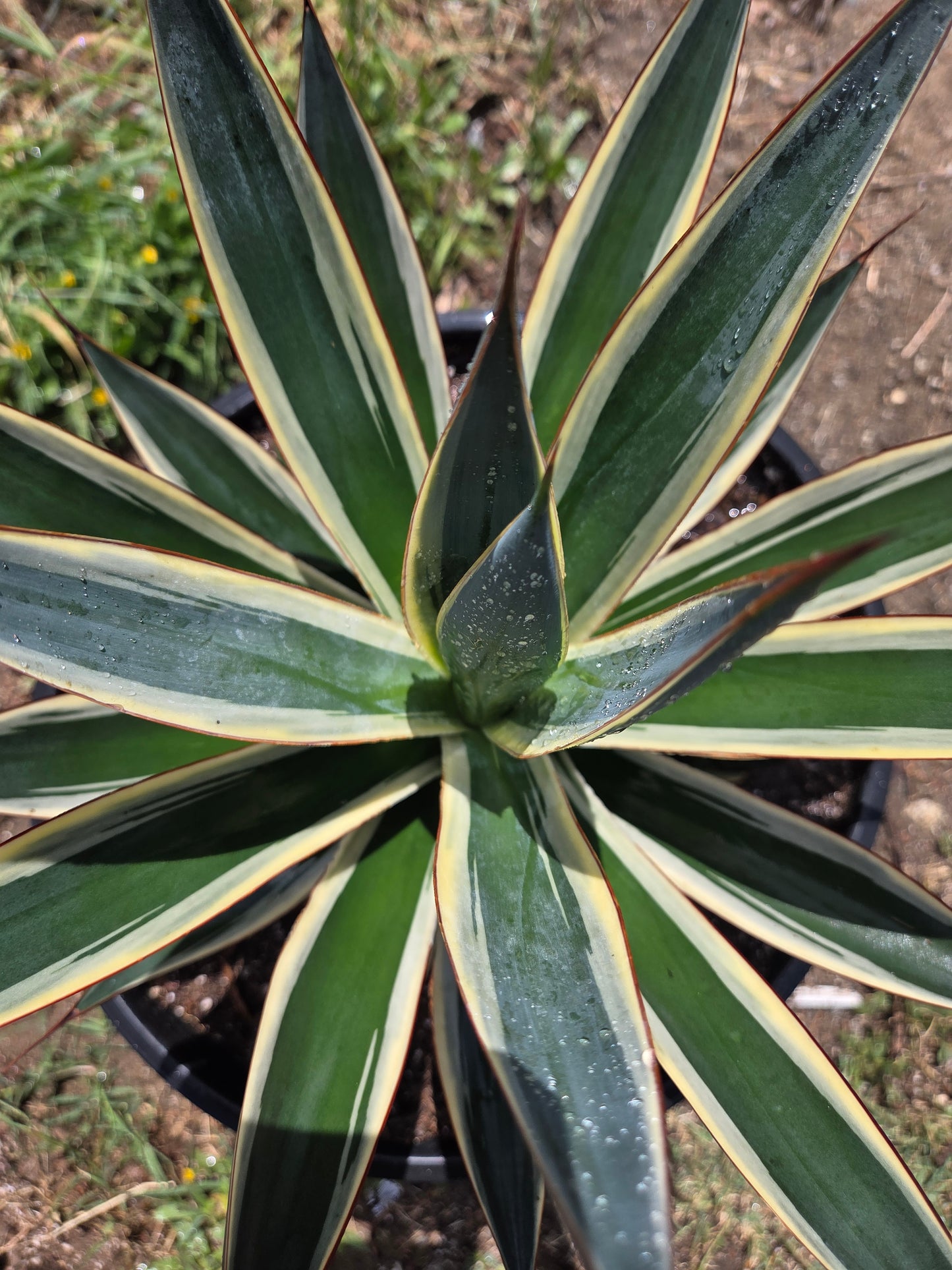 Agave Blue Glow Variegated, Agave Snow Glow (5 Gal. Pot)