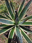 Agave Blue Glow Variegated, Agave Snow Glow (5 Gal. Pot)