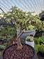 Portulacaria Afra Variegated Tree " Variegated Elephant Bush Tree" Bonsai Tree