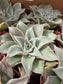 Echeveria Madiba