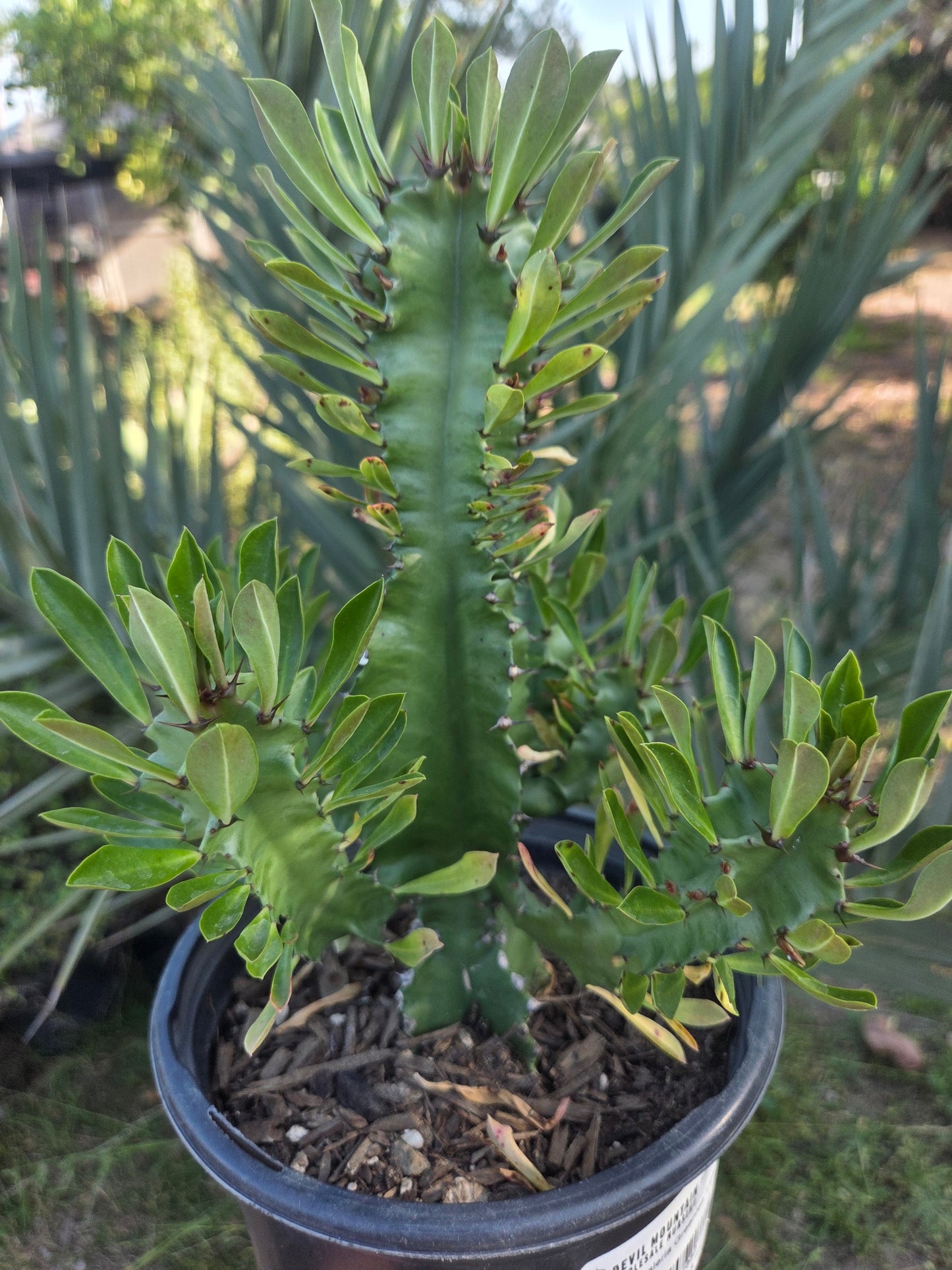 Euphorbia Royleana (1 Gal. Pot)