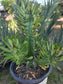 Euphorbia Royleana (1 Gal. Pot)
