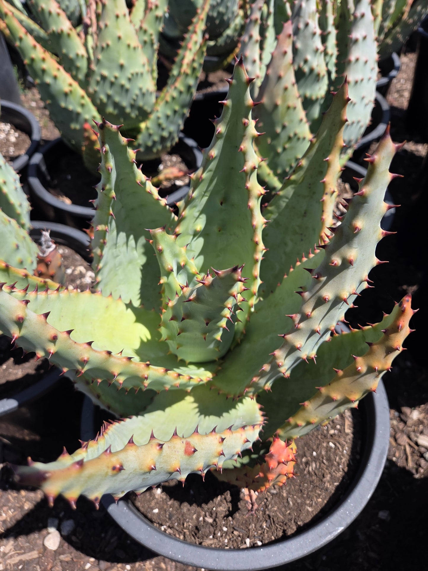 Aloe Marlothii (5 gal. Pot)
