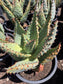 Aloe Marlothii (5 gal. Pot)