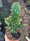 Opuntia Monacantha Variegated (4" pot)