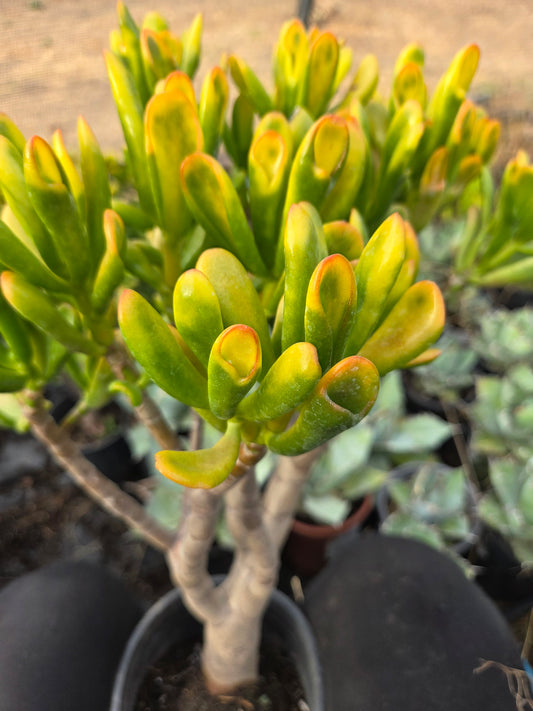 Crassula Ovata Hobbit Sunset Tree, Bonsai Tree