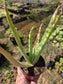 Aloe Vera plant (4" pot) Succulent plant