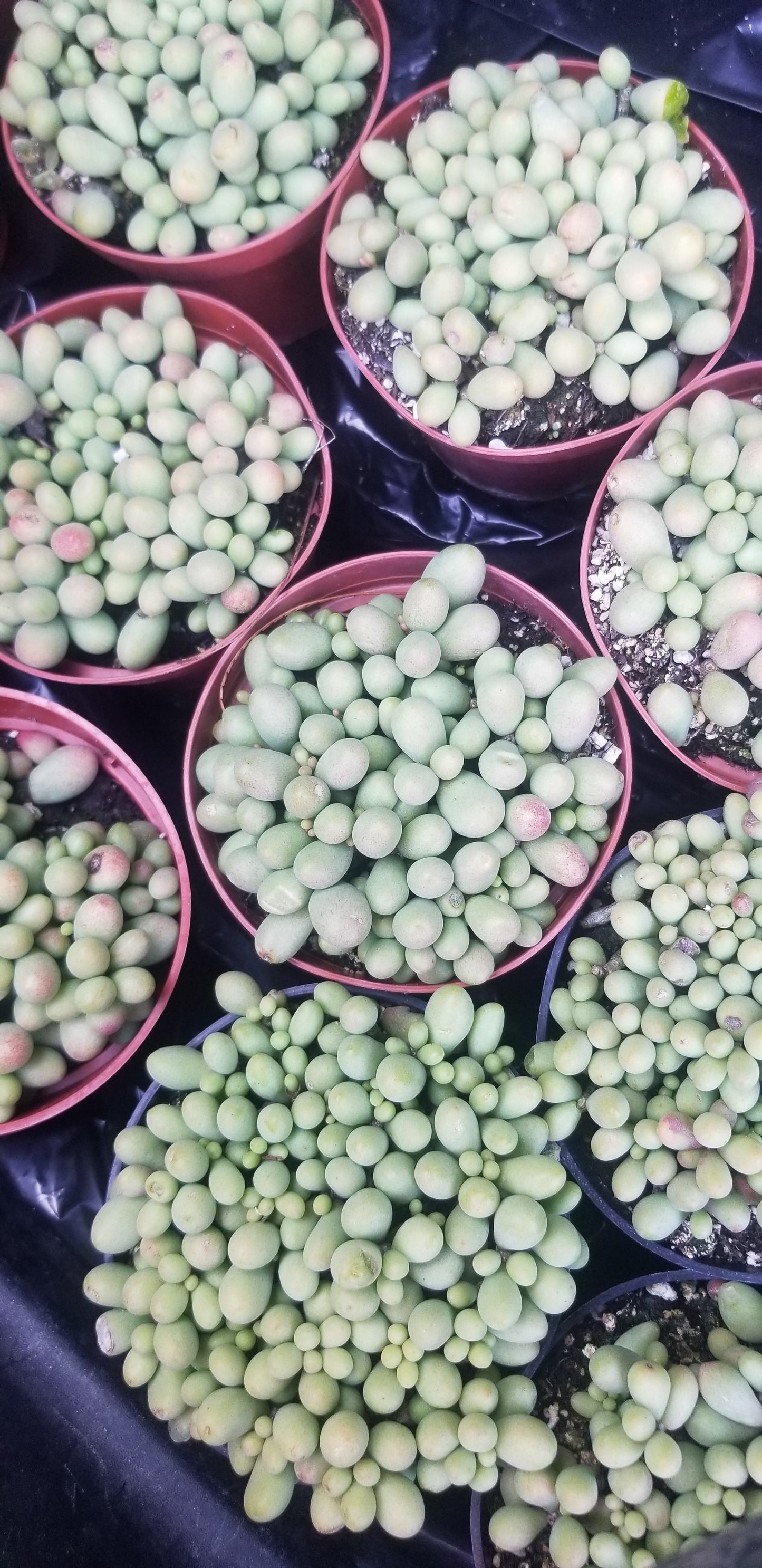 Cotyledon Schaeferianus "Dragon Eggs" (4" pot)