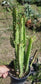 Euphorbia Trigona "African Milk Tree" (1 Gal. Pot)