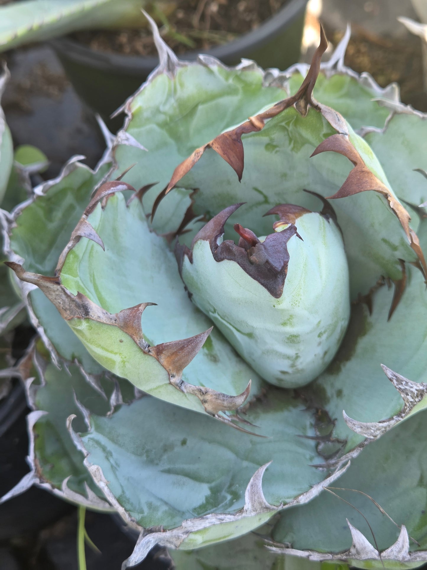 Agave Titanota "Black and Blue"