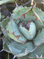 Agave Titanota "Black and Blue"