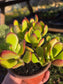 Crassula Ovata Jade (4"pot)
