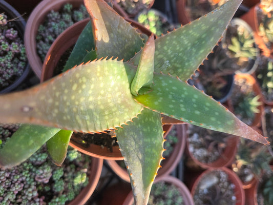 Aloe Saponaria or Aloe Maculata (4" pot)