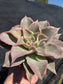 Echeveria Madiba