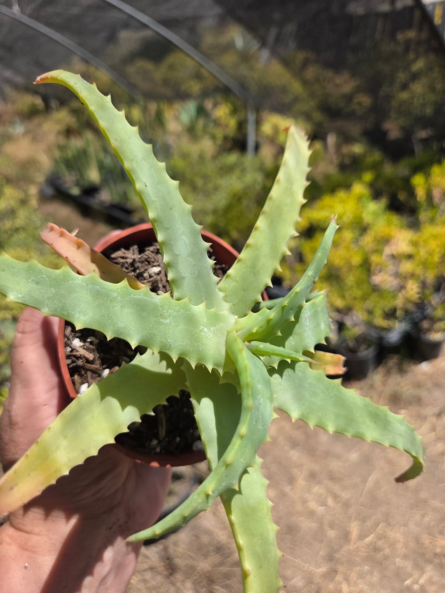 Aloe Arborenscens (4" pot)