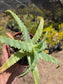 Aloe Arborenscens (4" pot)