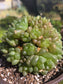 Hawortia Obtusa Crested (6" pot)