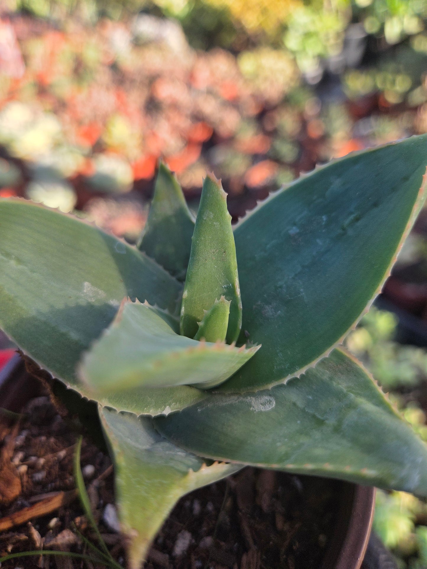 Aloe Striata Hybrid (4" pot)