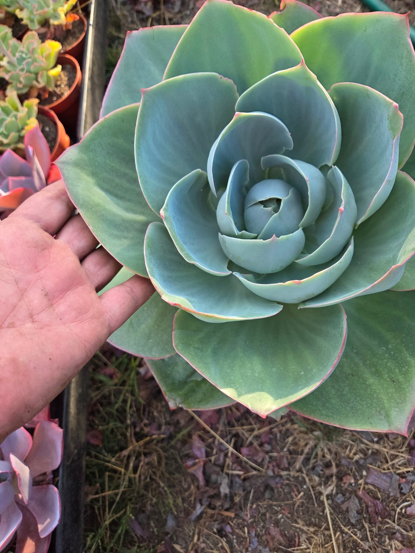 Echeveria Lotus (3 Gal. Pot)