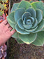 Echeveria Lotus (3 Gal. Pot)
