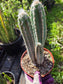 Blue Torch Cactus