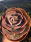 Echeveria Dusty Rose (4" pot) Succulent Plant