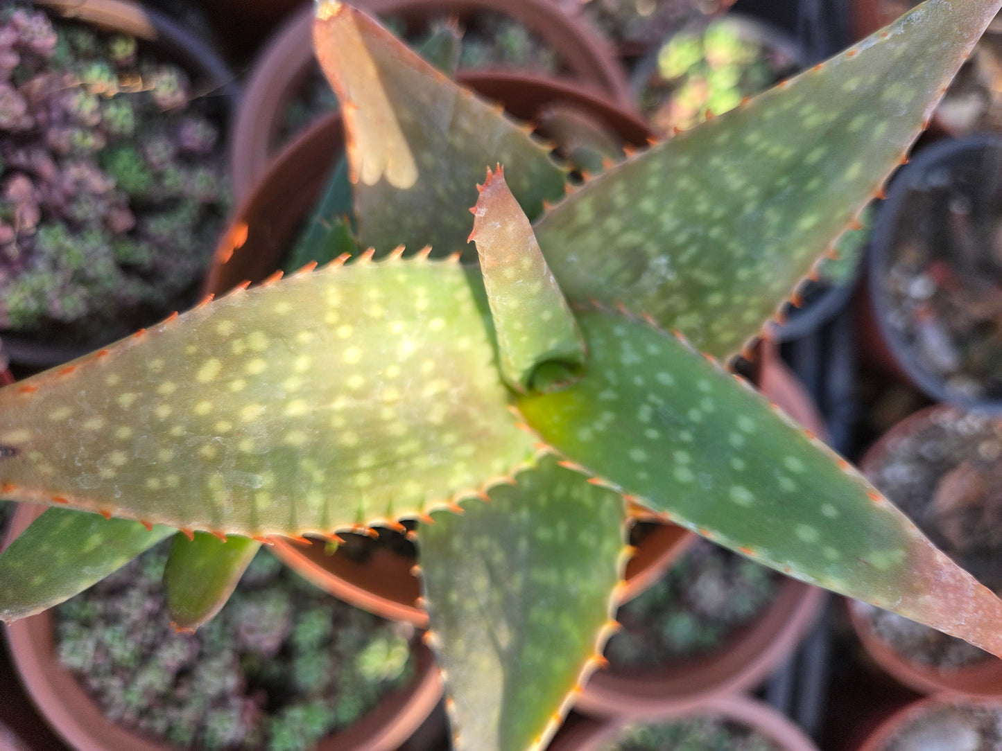 Aloe Saponaria or Aloe Maculata (4" pot)