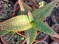 Aloe Saponaria or Aloe Maculata (4" pot)