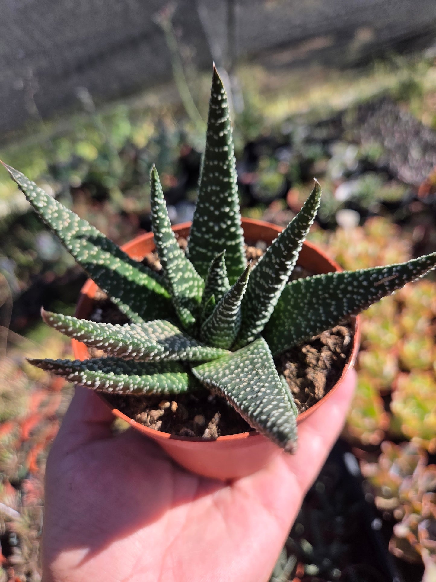 Gasteria Okabanga (4" Pot) Succulent Plant