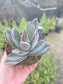 Crassula Garnet Lotus (4" pot) Succulent Plant