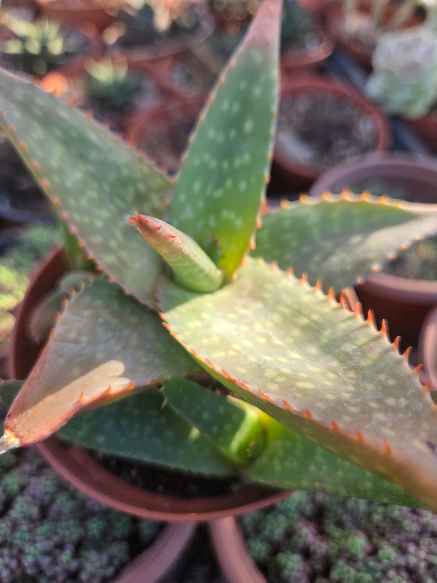 Aloe Saponaria or Aloe Maculata (4" pot)