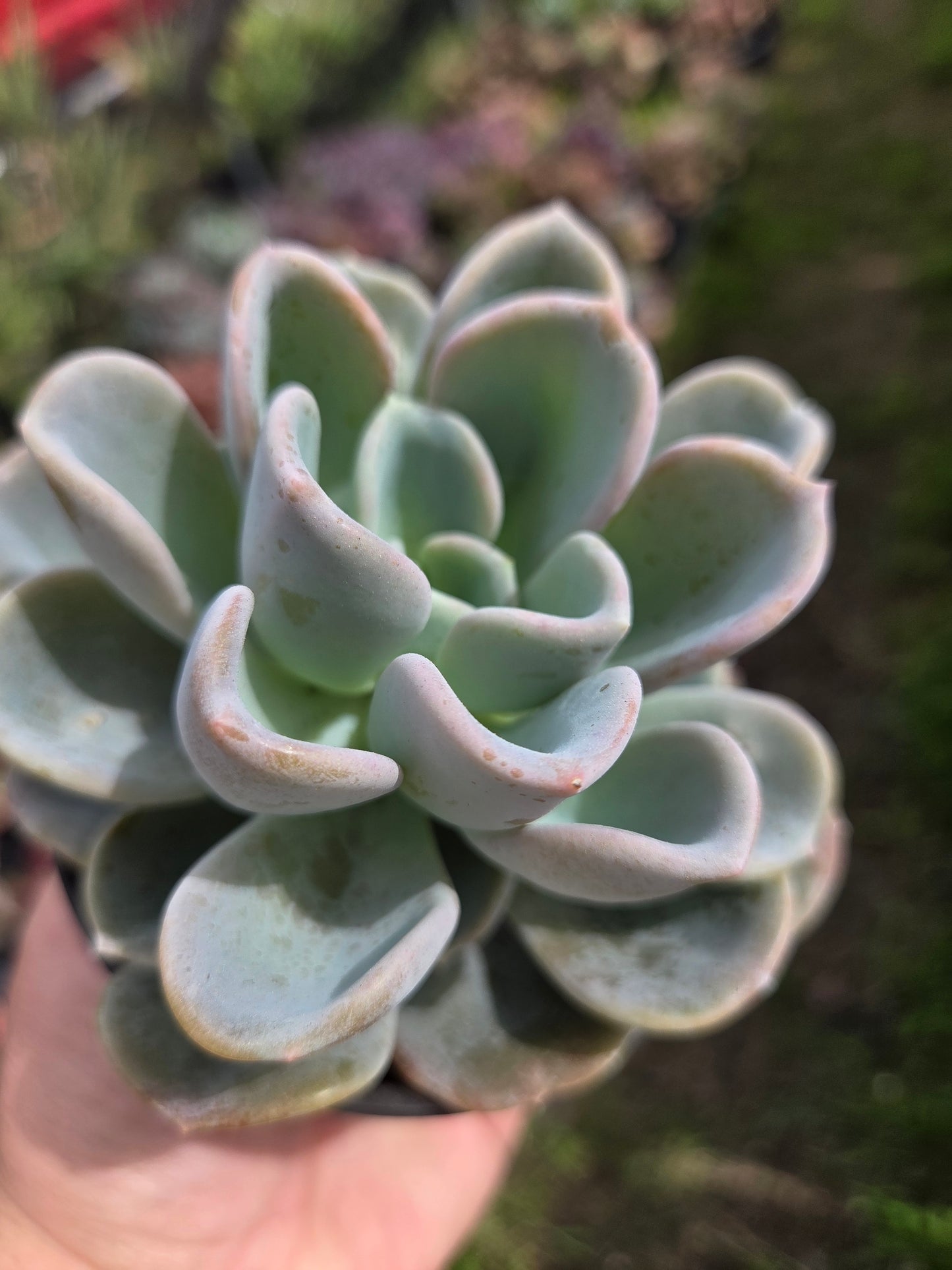 Pachyveria Orpet
