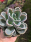 Pachyveria Orpet