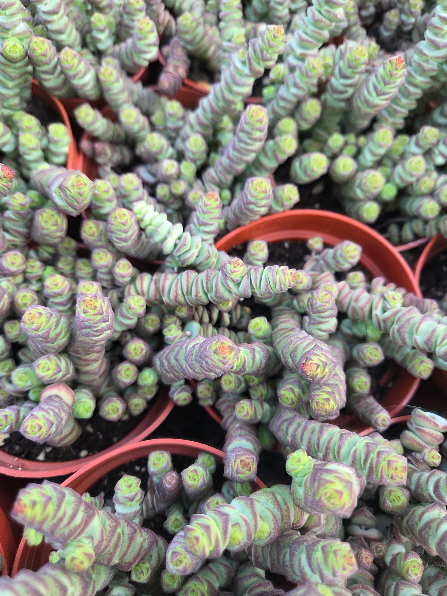 Crassula Marnieriana "Baby Neckles" (4" pot) Succulent plant