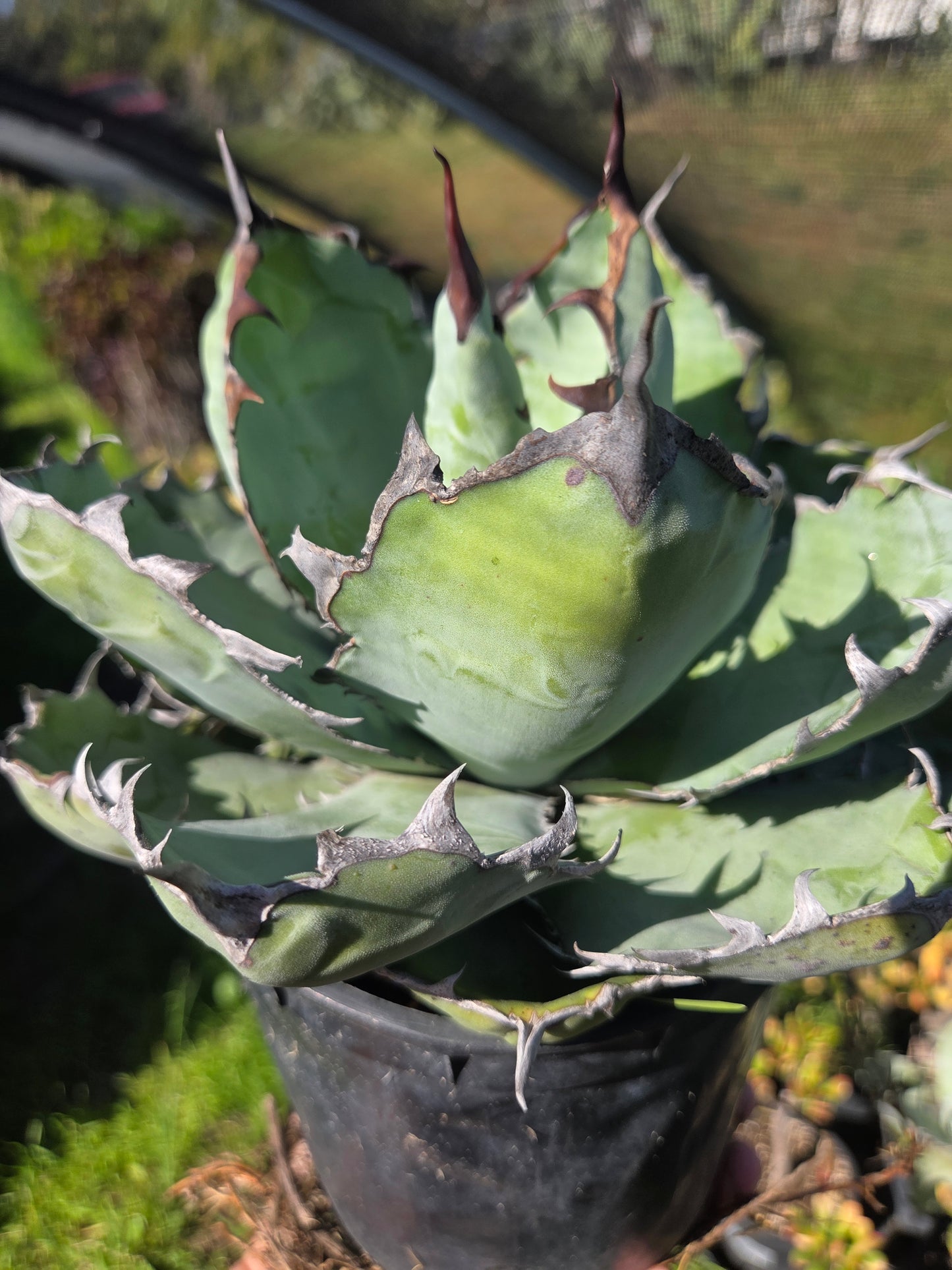 Agave Titanota "Black and Blue"