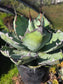 Agave Titanota "Black and Blue"