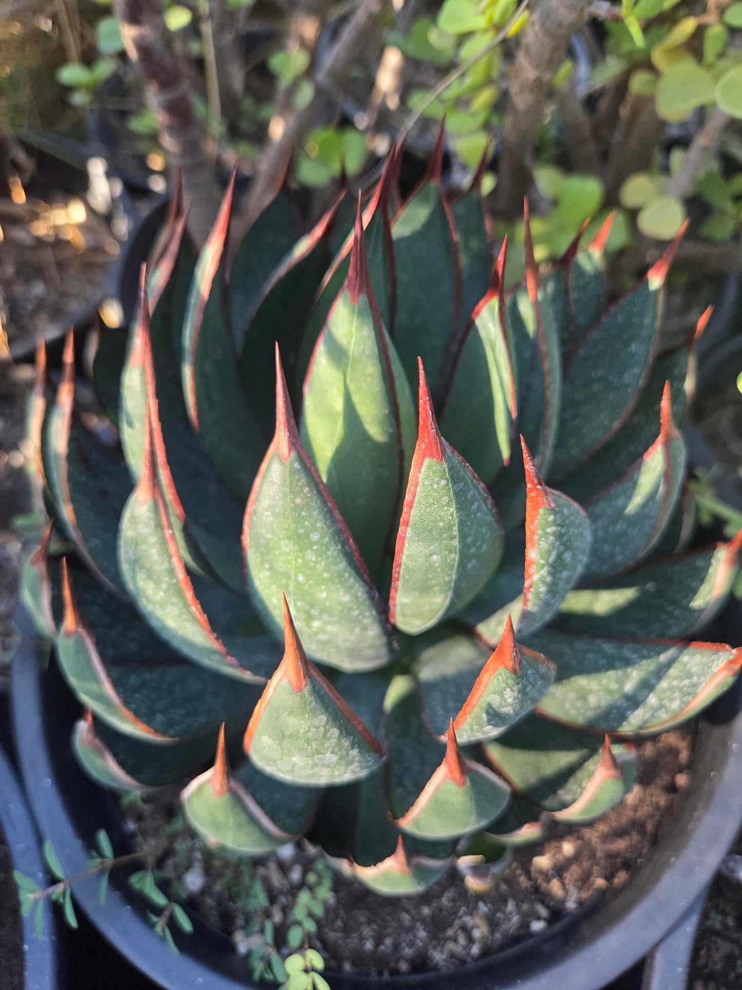 Mangave Praying Hands (3 Gal. Pot)