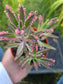 Pink Kalanchoe "Mother of Thousands"  (4" pot)Succulent plant