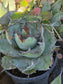 Agave Titanota "Black and Blue"