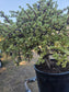 Portulacaria Afra Variegated Tree "Variegated Elephant Bush Tree" Bonsai Tree