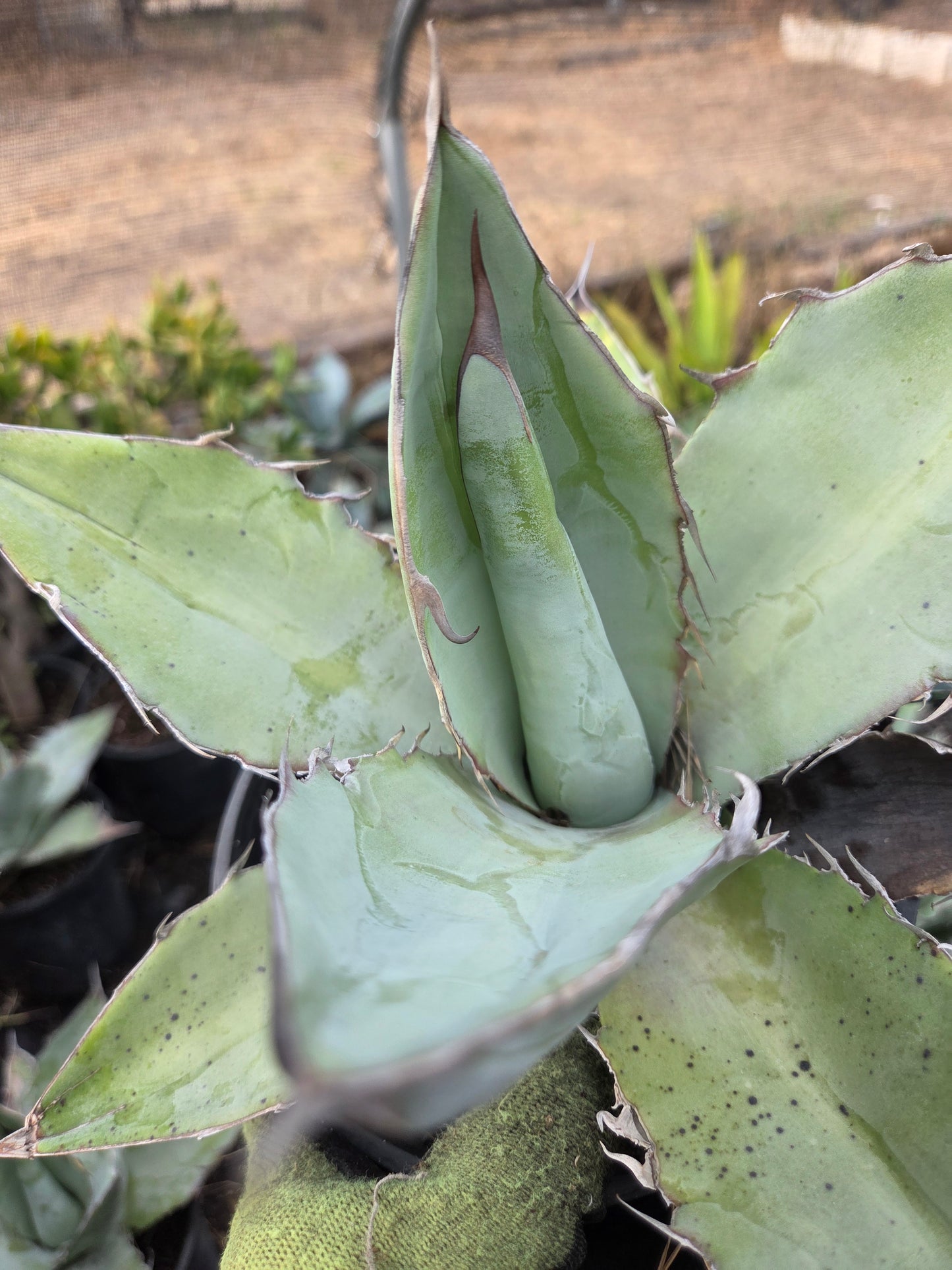 Agave Titanota "White Ice"
