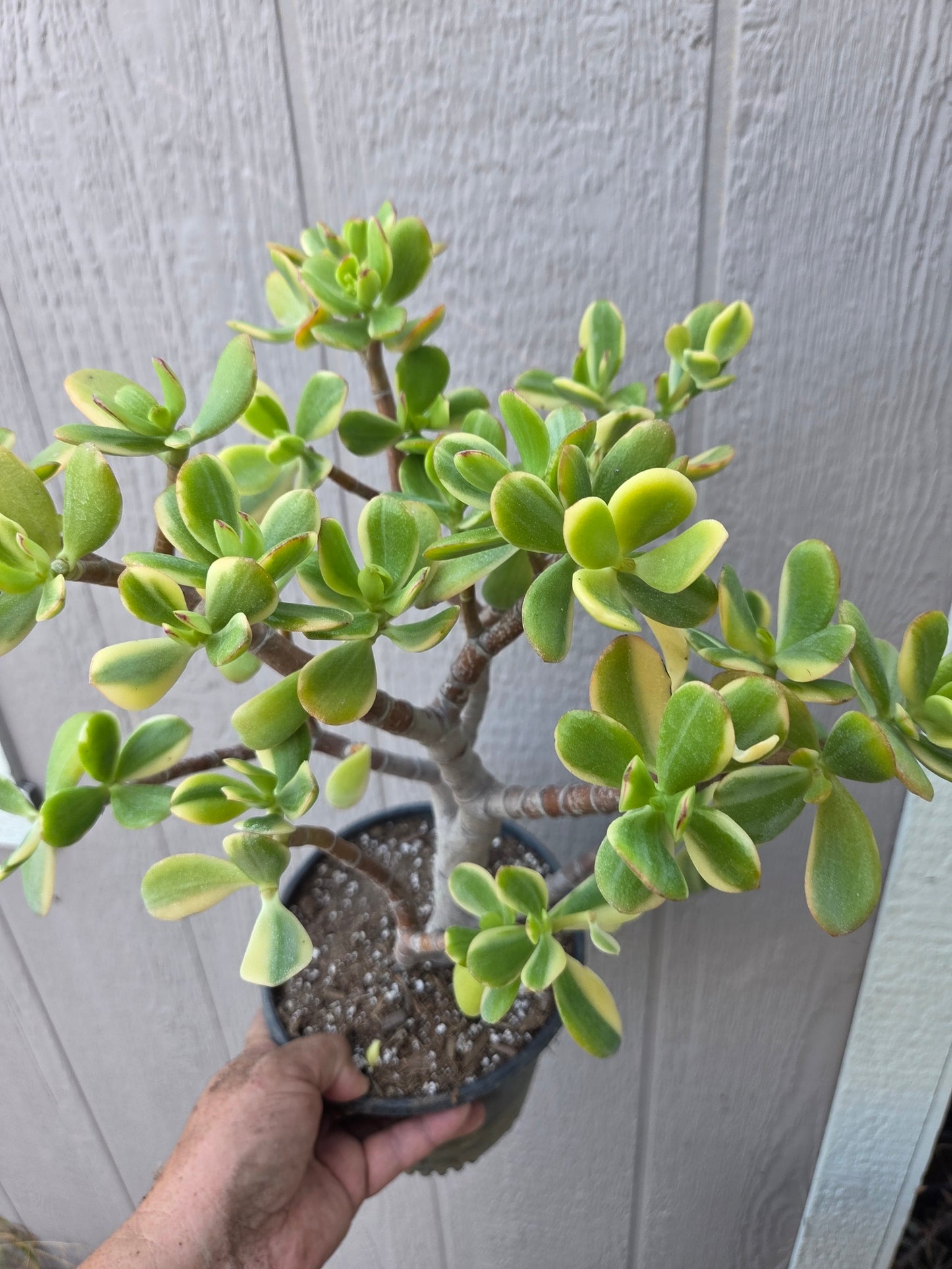 Crassula Ovata Lemon and Lime Tree, Bonsai Tree