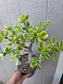 Crassula Ovata Lemon and Lime Tree, Bonsai Tree