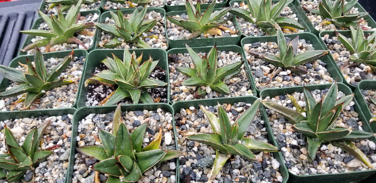 Baby Agave Victoria Reginae (4" pot)