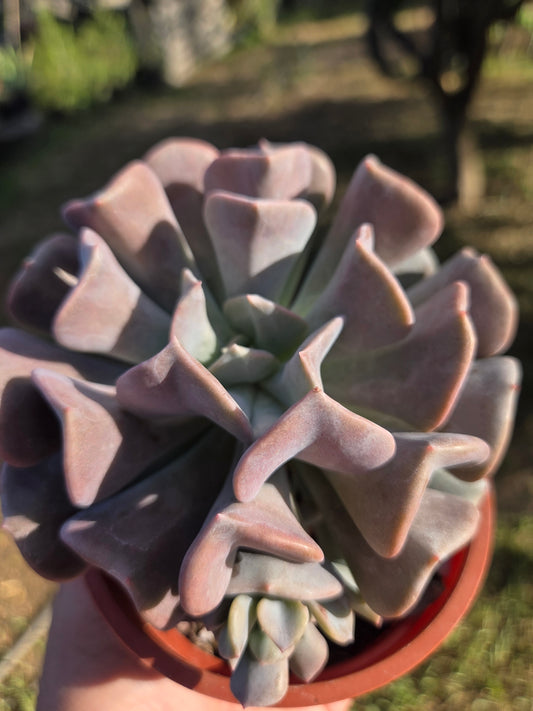 Echeveria Cubit Frost (4" pot) Succulent Plant