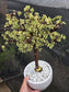 Portulacaria Afra Variegated Tree " Variegated Elephant Bush Tree" Bonsai Tree