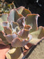 Echeveria Violacina (4" pot)
