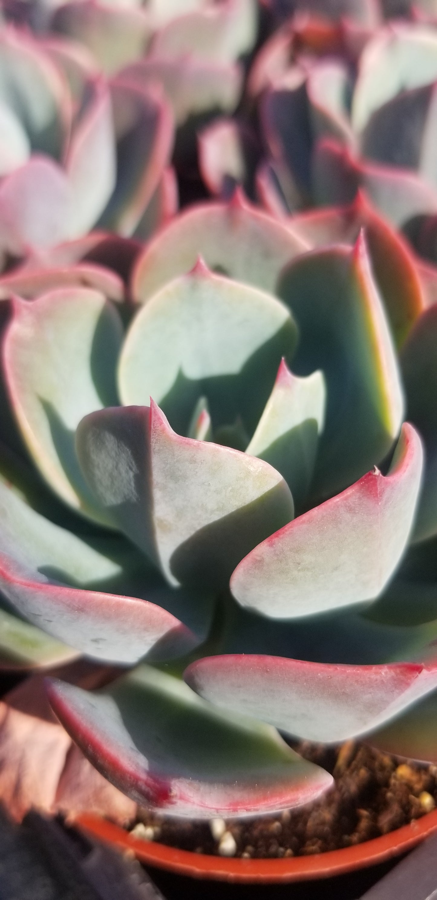 Echeveria Blue Sky (4" Pot)